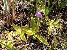 Attēlu rezultāti vaicājumam “Pinguicula vulgaris”
