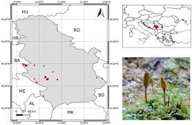Attēlu rezultāti vaicājumam “Herzogiella seligeri sporophyte”