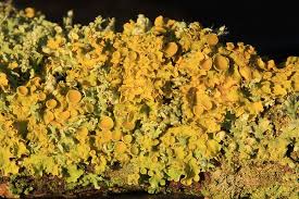 Attēlu rezultāti vaicājumam “Xanthoria parietina”