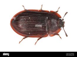 Attēlu rezultāti vaicājumam “Trogossitidae”