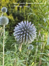 Attēlu rezultāti vaicājumam “Echinops sphaerocephalus flower”