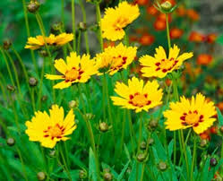 Image result for Coreopsis