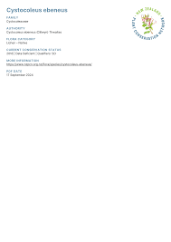 Attēlu rezultāti vaicājumam “Cystocoleus ebeneus”