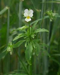 Attēlu rezultāti vaicājumam “Viola arvensis flower”