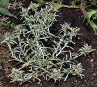 Attēlu rezultāti vaicājumam “Gnaphalium uliginosum leaf”