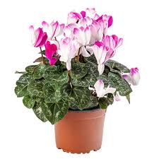 Attēlu rezultāti vaicājumam “Cyclamen hederifolium”