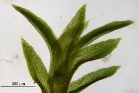 Attēlu rezultāti vaicājumam “Gymnostomum aeruginosum”