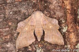 Attēlu rezultāti vaicājumam “Laothoe populi”