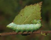 Attēlu rezultāti vaicājumam “Ptilodon capucina larva”