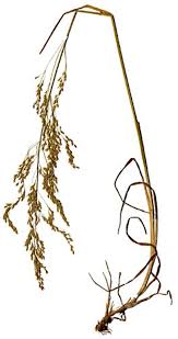 Attēlu rezultāti vaicājumam “Poa palustris leaf”