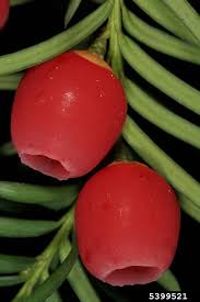 Attēlu rezultāti vaicājumam “Taxus baccata bud”