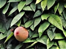 Attēlu rezultāti vaicājumam “Jovibarba globifera fruit”