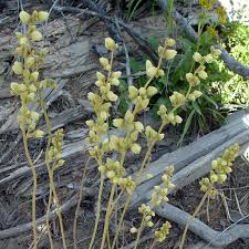 Attēlu rezultāti vaicājumam “Craterium aureonucleatum stalked”