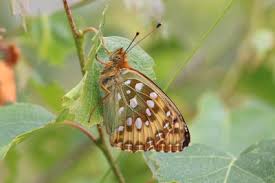 Attēlu rezultāti vaicājumam “Argynnis aglaja underside”