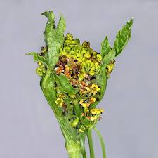 Attēlu rezultāti vaicājumam “Depressaria depressana”