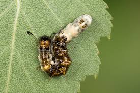 Attēlu rezultāti vaicājumam “Acronicta alni”