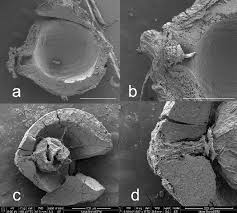 Attēlu rezultāti vaicājumam “Cladium mariscus bud”