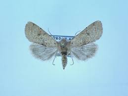 Attēlu rezultāti vaicājumam “Orthosia cruda”