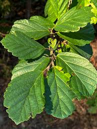 Attēlu rezultāti vaicājumam “Hamamelis virginiana”