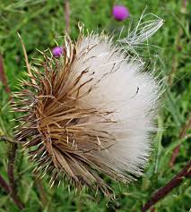 Attēlu rezultāti vaicājumam “Cirsium x rigens flower”
