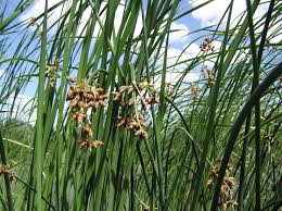 Attēlu rezultāti vaicājumam “Schoenoplectus lacustris subsp. glaucus”