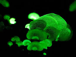 Attēlu rezultāti vaicājumam “Panellus stipticus”