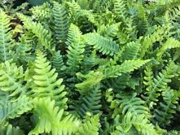 Attēlu rezultāti vaicājumam “Blechnum spicant”