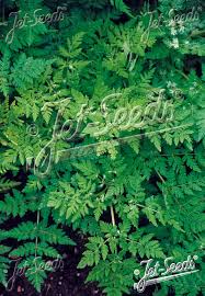 Image result for Anthriscus cerefolium