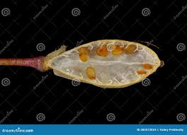 Attēlu rezultāti vaicājumam “Erophila verna fruit”