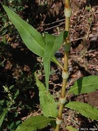 Attēlu rezultāti vaicājumam “Persicaria lapathifolia leaf”