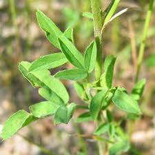 Attēlu rezultāti vaicājumam “Medicago x varia  leaf”