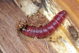 Attēlu rezultāti vaicājumam “Cossus cossus imago”