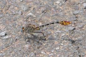 Attēlu rezultāti vaicājumam “Paramesus obtusifrons”