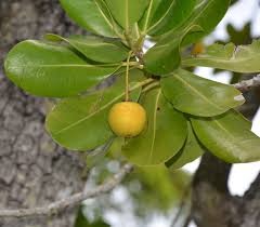 Attēlu rezultāti vaicājumam “Elymus caninus fruit”