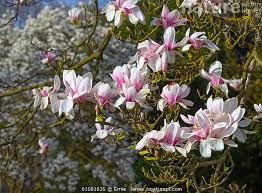 Attēlu rezultāti vaicājumam “Magnolia kobus”