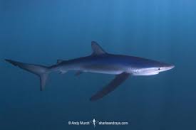 Image result for Prionace glauca