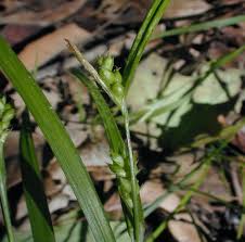 Attēlu rezultāti vaicājumam “Carex loliacea”