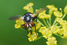 Attēlu rezultāti vaicājumam “Gymnosoma sp.”