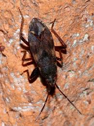 Attēlu rezultāti vaicājumam “Eremocoris plebejus”