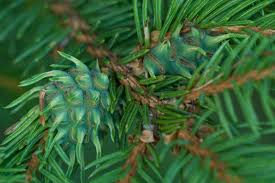 Attēlu rezultāti vaicājumam “Sacchiphantes abietis”