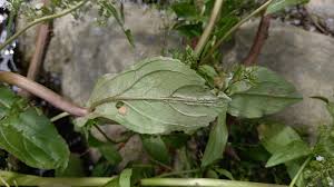 Attēlu rezultāti vaicājumam “Veronica anagallis-aquatica leaf”