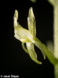 Attēlu rezultāti vaicājumam “Malaxis monophyllos flower”