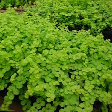 Image result for Lysimachia nummularia