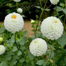 Image result for Dahlia `Snowflake`