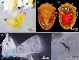 Attēlu rezultāti vaicājumam “Gymnosoma sp.”