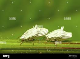 Attēlu rezultāti vaicājumam “Orthezia urticae”