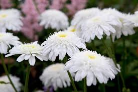 Image result for Chrysanthemum leucanthemum