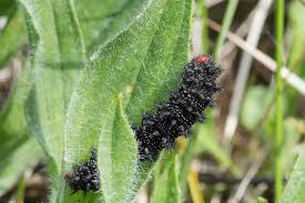 Attēlu rezultāti vaicājumam “Melitaea cinxia underside”