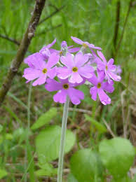 Attēlu rezultāti vaicājumam “Primula farinosa”