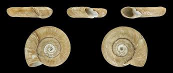 Attēlu rezultāti vaicājumam “Planorbis planorbis”